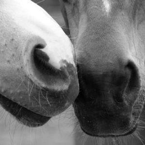 Horses Coaching Le Mans Sarthe Avecésens